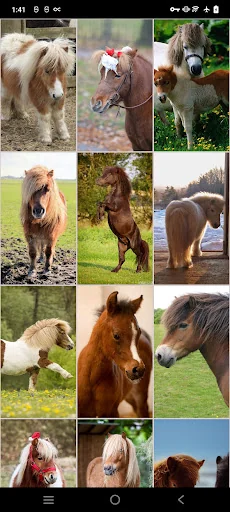 Pony Wallpapers