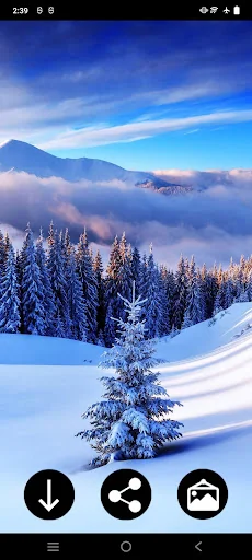 Snow Wallpapers