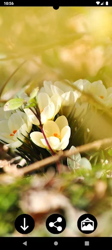Spring Wallpapers screenshot 3