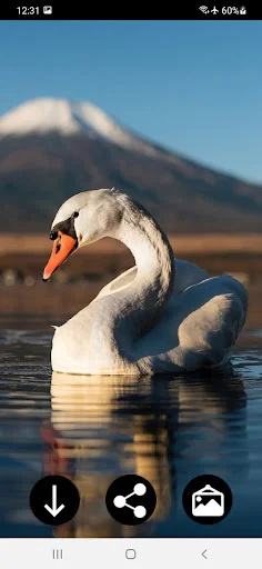 Swan Wallpapers