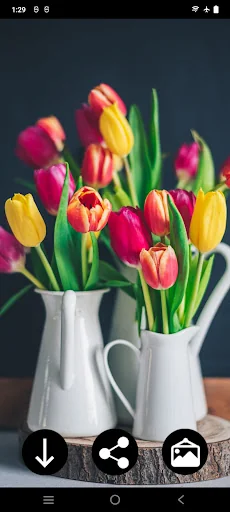 Tulips Wallpapers
