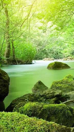 Jungle Live Wallpaper screenshot 2