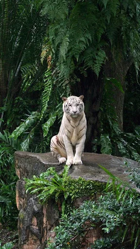 Jungle Live Wallpaper screenshot 4