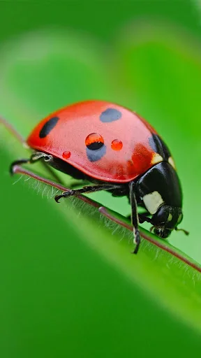 Ladybug Live Wallpaper screenshot 1