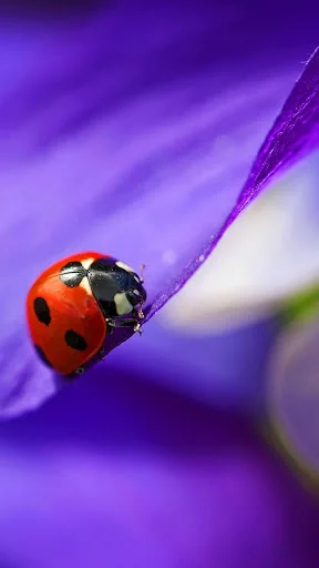 Ladybug Live Wallpaper screenshot 2