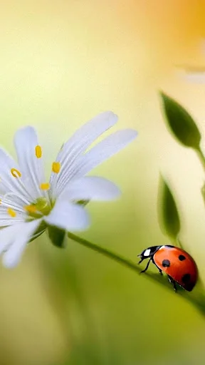 Ladybug Live Wallpaper screenshot 3