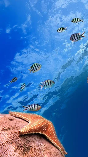 Ocean Fish Live Wallpaper screenshot 1