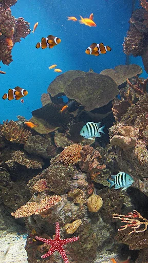 Ocean Fish Live Wallpaper screenshot 2
