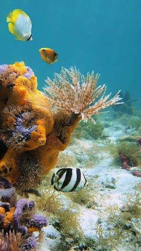 Ocean Fish Live Wallpaper screenshot 4