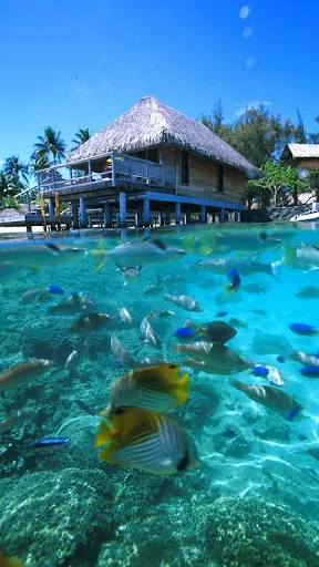 Paradise Live Wallpaper screenshot 4