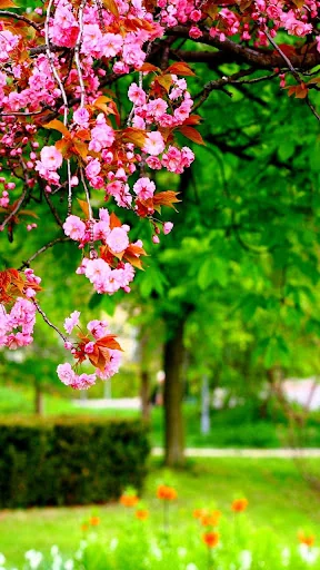 Park Live Wallpaper screenshot 2