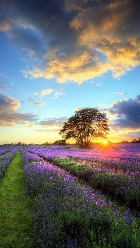 Perfect Sunset Live Wallpaper screenshot 1
