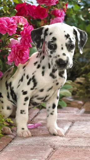 Puppy Live Wallpaper