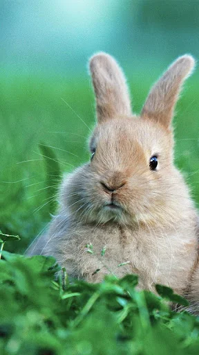 Rabbit Live Wallpaper screenshot 2
