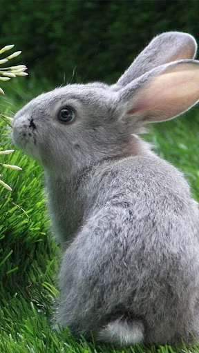 Rabbit Live Wallpaper screenshot 3