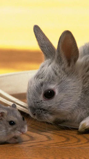 Rabbit Live Wallpaper screenshot 4