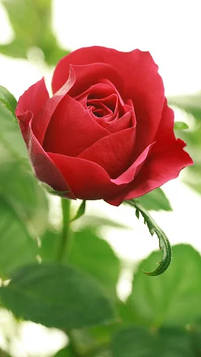 Roses Live Wallpaper