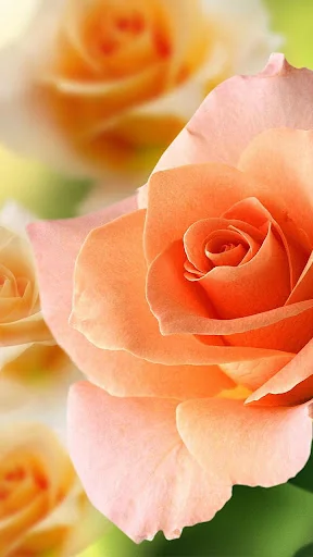 Roses Live Wallpaper screenshot 4