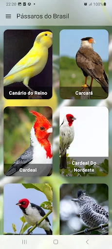 Pássaros Do Brasil screenshot 2