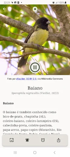 Pássaros Do Brasil screenshot 4