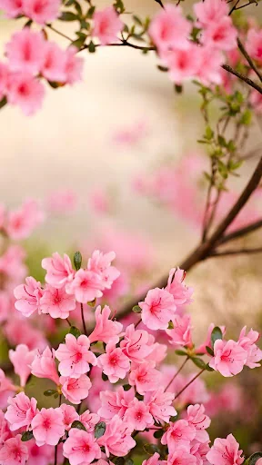 Spring Flowers Live Wallpaper screenshot 1