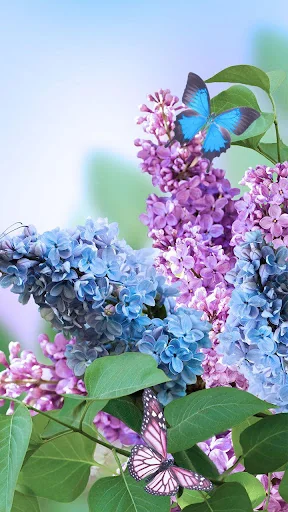 Spring Flowers Live Wallpaper screenshot 2