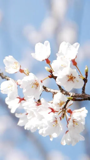 Spring Live Wallpaper
