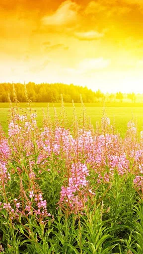Sunrise Live Wallpaper screenshot 3