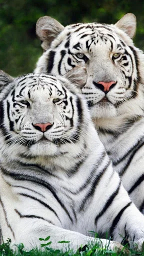 Tiger Live Wallpaper screenshot 1