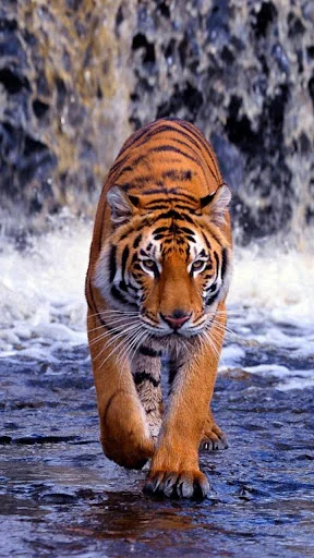 Tiger Live Wallpaper screenshot 2