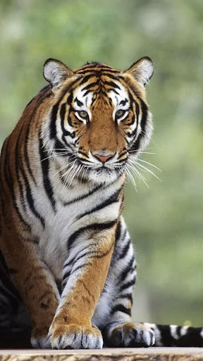 Tiger Live Wallpaper screenshot 3