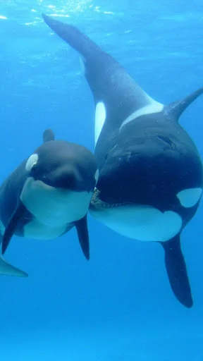 Whale Live Wallpaper screenshot 1