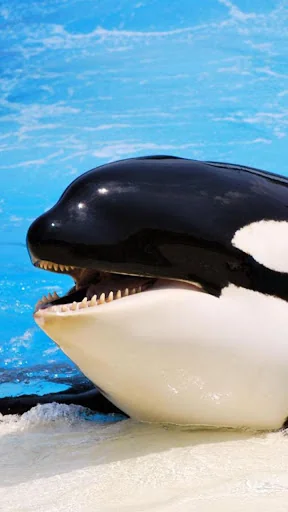 Whale Live Wallpaper screenshot 2