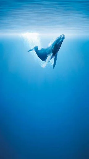 Whale Live Wallpaper screenshot 3
