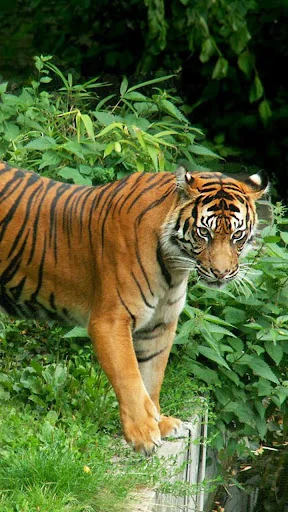 Zoo Live Wallpaper screenshot 1