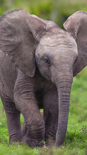 Zoo Live Wallpaper screenshot 2