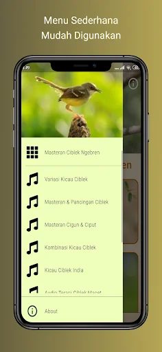 Masteran Ciblek Ngebren