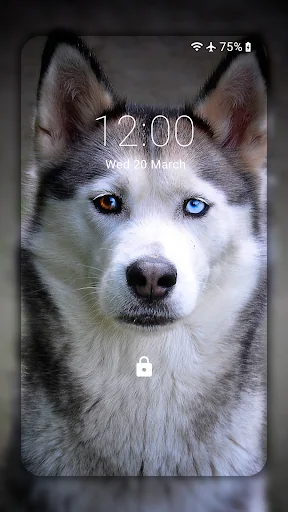 Husky dog Wallpaper HD Themes screenshot 2