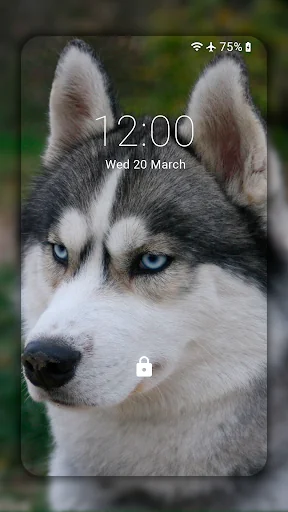 Husky dog Wallpaper HD Themes screenshot 4