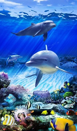 Dolphins Wallpapers