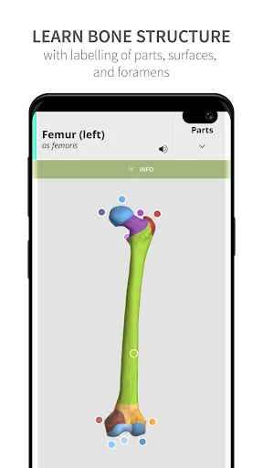 Anatomyka Skeleton screenshot 1