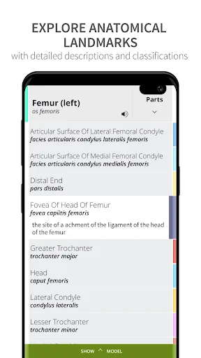 Anatomyka Skeleton screenshot 2