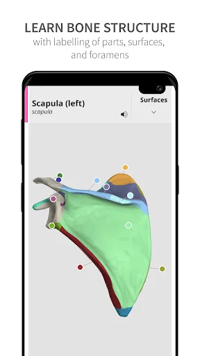 Anatomyka Skeleton screenshot 3