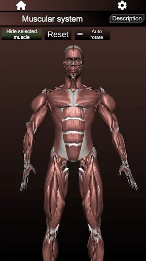 Muscular System 3D (anatomy) screenshot 2