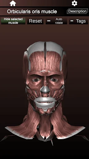 Muscular System 3D (anatomy) screenshot 3