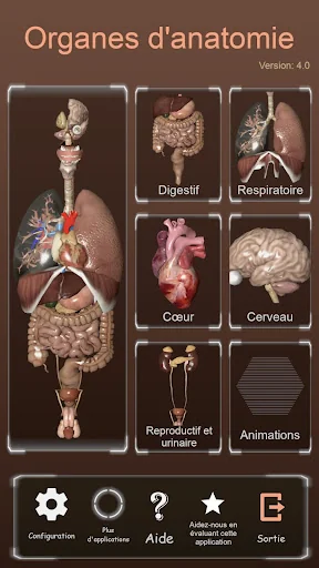 Internal Organs in 3D Anatomy