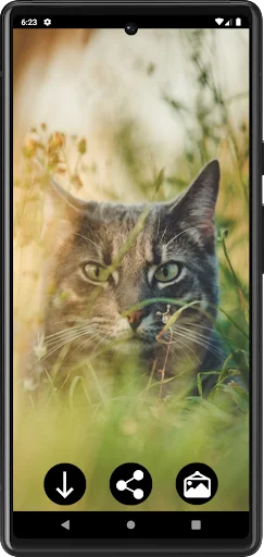 Cat Wallpapers
