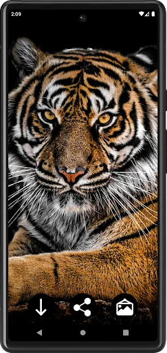 Tiger Wallpapers | Cool tigers