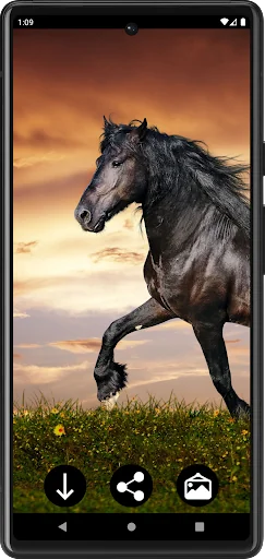 Horse Wallpapers
