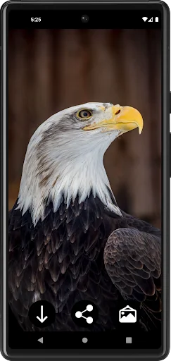 Eagle Wallpapers